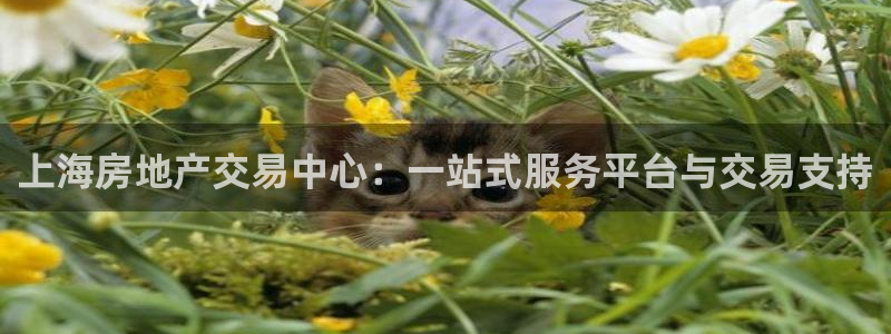 摩登口碑7：上海房地产交易中心：一站式服务平台与交易支持